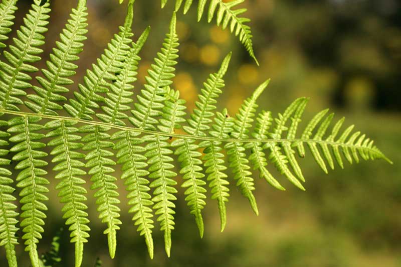  Image name: felce aquilina4.jpg 
 width: 800 pixel 
 height: 534 pixel 
 Size: 59734 bytes 
 Click to enlarge 